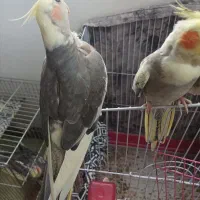 پرنده