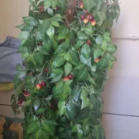 درخت گیلاس مصنوعی
