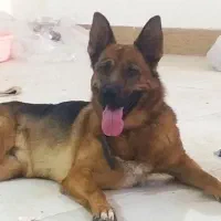 ژرمن