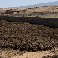 کوددامی،کودگاوی درجه یک بدون بذرعلف هرز