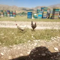 کارگر زنبورستان