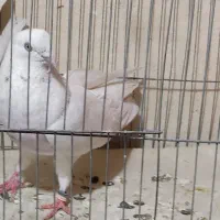 کبوتر