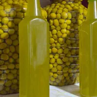 فروش عمده زیتون سوپر صادراتی