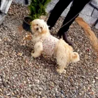 سگ پاکوتاه نژاد شیتزو