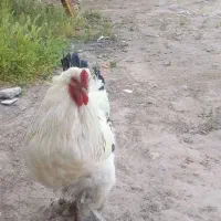 خروس برهما
