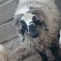 گوسفند نر یاهمون قوچ سرحال مخصوص داشت
