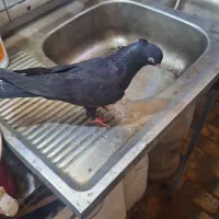 پرنده