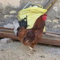 خروس