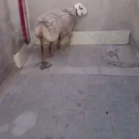 بره نر چینی.راور