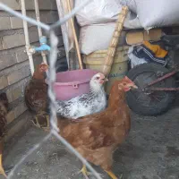 خروس