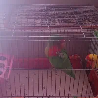 یک جفت کوتوله برزیلی با قفس و تمام وسایل