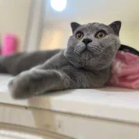 اسگاتیش نر یکساله