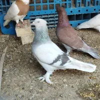 کبوتر و