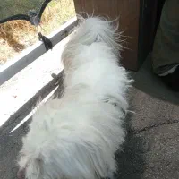 سگ نر