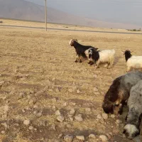 دوبر‌اخته‌جوان‌فروشی