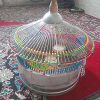 جوجه سهره خاک شاه تخم