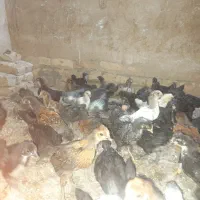 خروس جوجه کاکلی معمولی