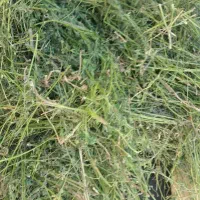 علوفه خشک یونجه و  باقالی و نخود