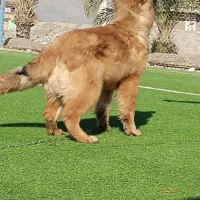 سگ مالینویز