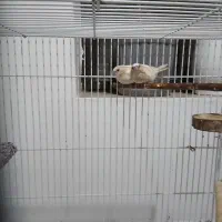 فنچ بنگال جفت