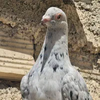 کبوتر پلاکی سر و کله دار