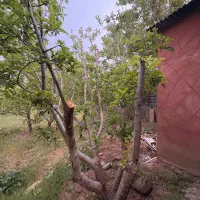 ۲۵۰متر زمین باغ ویلایی+انشعابات جابان دماوند