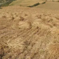 زمین کشاورزی فروش