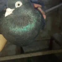 زاغ ماده ابادانی کلاهی اصل وماده بمی