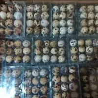تخم بلدرچین 12 عددی