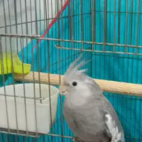 عروس هلندی