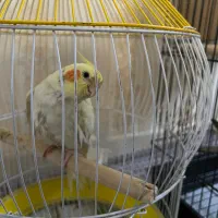 عروس هلندی مولد