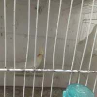 نروماده عروس هلندی سخنگو