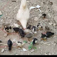 جوجه مرغ گلین