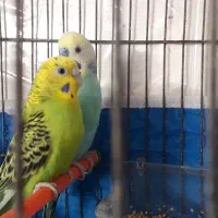 جفت مرغ عشق کار داده