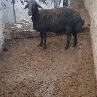 گوسفند میش هترو همو