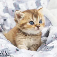 میوشاپ گربه اسکاتیش/بریتیش/پرشین