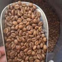 تولیدوفروش انواع دان سبز و رست شده قهوه زیر قیمت