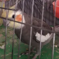 عروس نر سخنگو