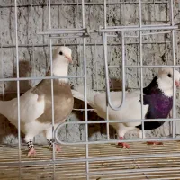 کبوترطوقی