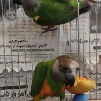 جفت طوطی سنگال مولد وارداتی