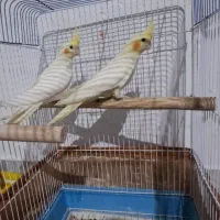 عروس هلندی