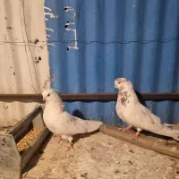 نوک قنار نوک ریز