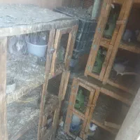 دمگیر بدرنگ