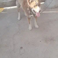سگ هاسکی
