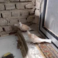 کبوتر‌خانگی‌معا‌وضه‌با‌مرغ‌عشق