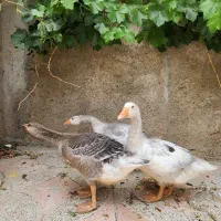 غاز محلی