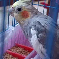عروس هلندی سخنگو