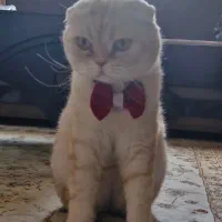 گربه اسکاتیش گلد