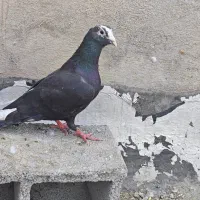 کبوتر کفتر شهری قره سیاه پلاکی نر مناسب  زرنگ‌