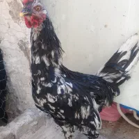 1عدد خروس جوان